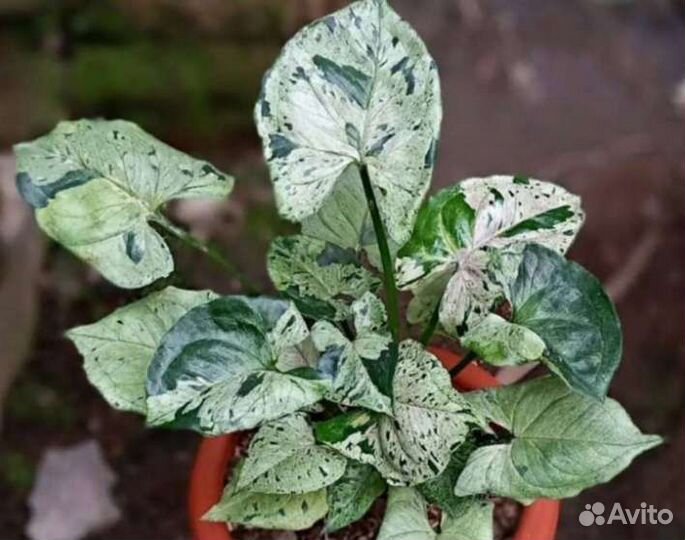 Сингониумы 1