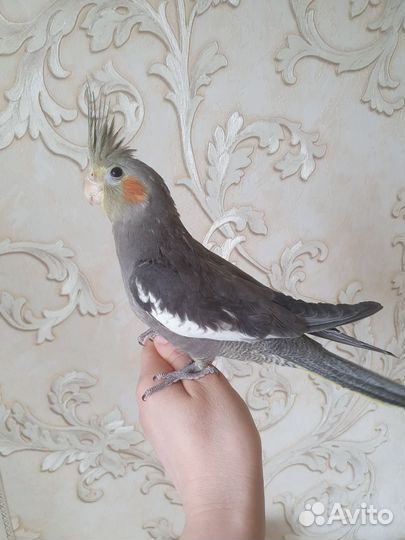 Птенец кореллы