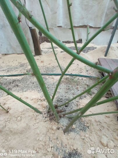 Ежевика саженцы