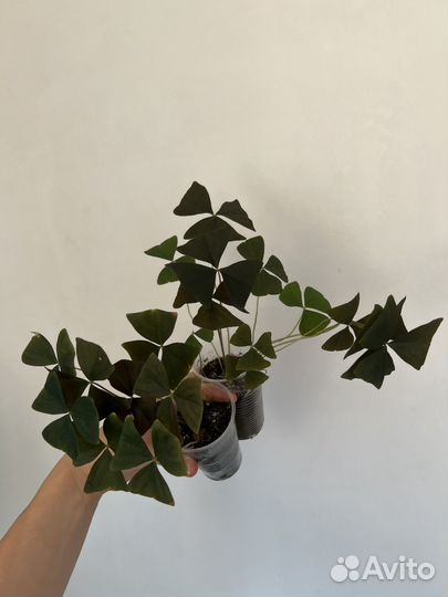 Кислица оксалис