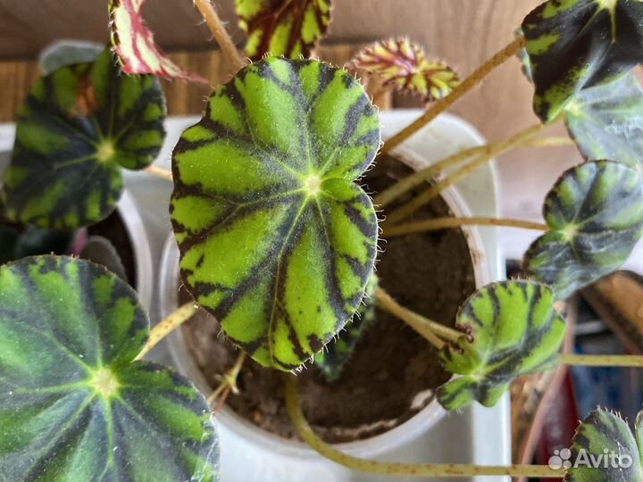 Маранта,бегония,фикус,фуксия,Кордилина