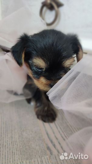 Йоркширский терьер девочки, документы РКФ