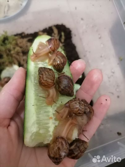 Улитки ахатины бесплатно