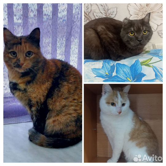 Котик ласковый ручной