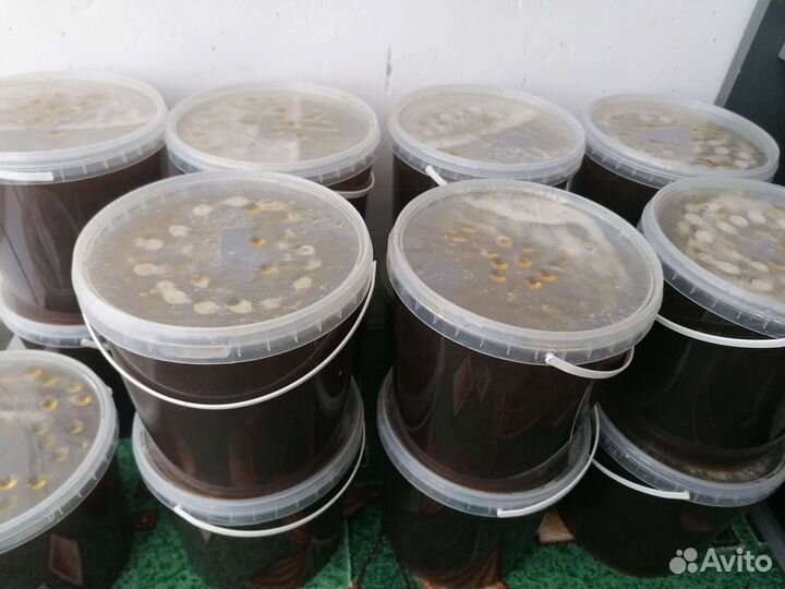 Мёд луговой цветочный разнотравье