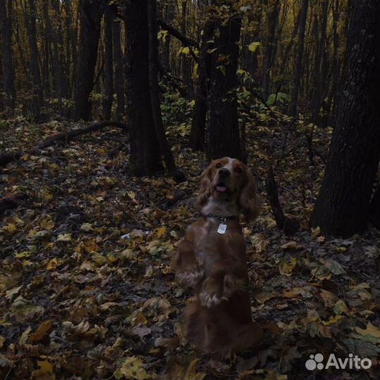Вязка английский кокер спаниель