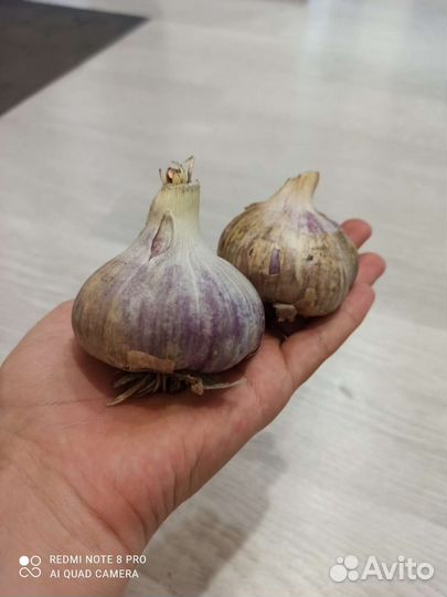 Чеснок