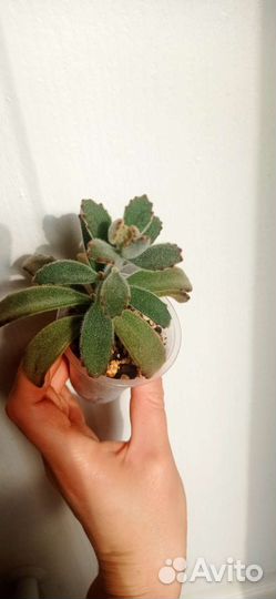 Каланхоэ войлочное (томентоза) суккулент