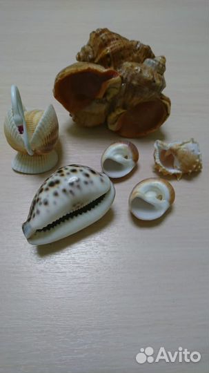Морские ракушки интерьерные