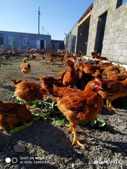 Домаший бройлер