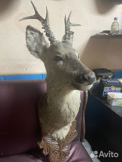 Чучело голова косули