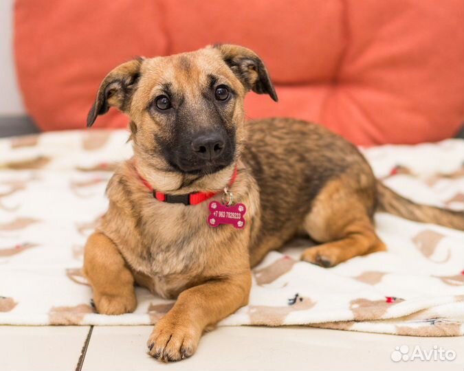 Помесь овчарки