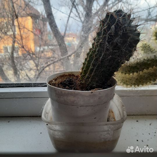 Кактус различные