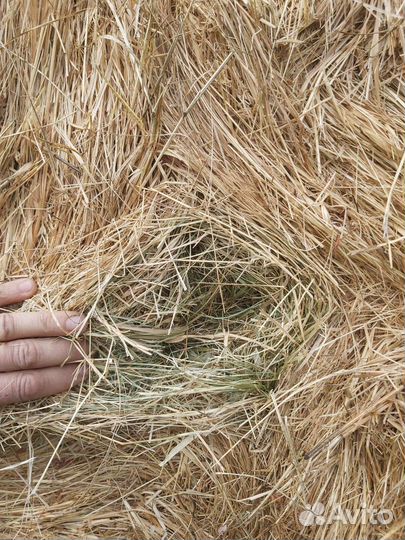 Сено в рулонах