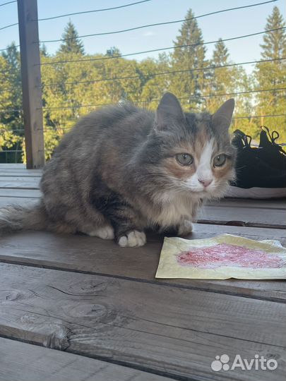 Кошки в добрые руки