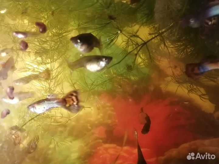 Аквариумные рыбки гуппи. Самцы и самки взрослые