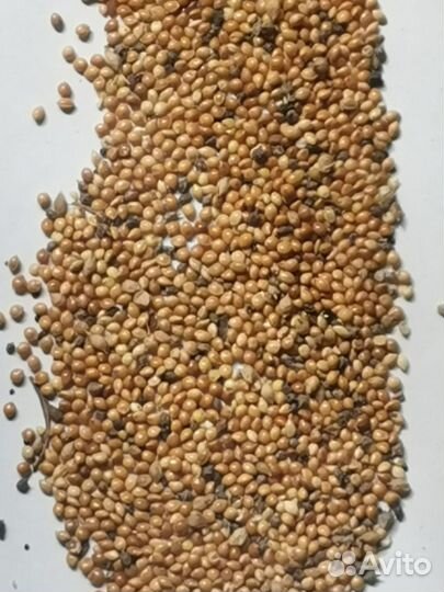 Желтое просо