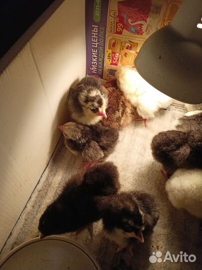 Цыплята несушки петух леггорн долматинец