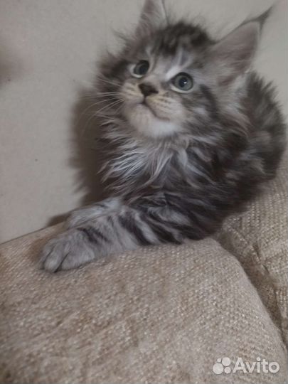 Кошки мейн-кун