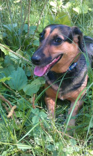 Передержка Собак