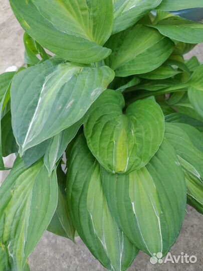 Хосты (саженцы) и опора для растений 70см