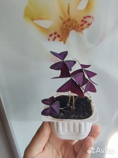 Отросток кислицы оксалис