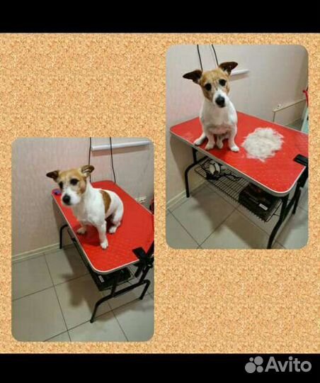 Стрижка собак и кошек