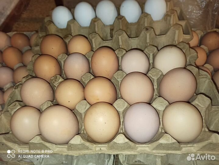 Домашние куриные яйца