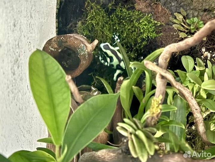 Лягушка Коста Рика для террариума