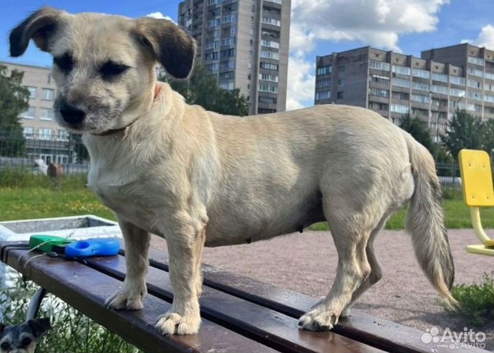 Небольшая собачка в добрые руки