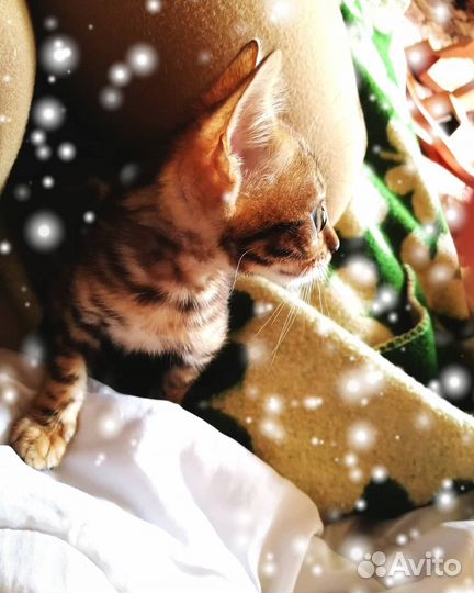 Бенгальский котёнок
