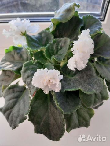 Сортовые фиалки