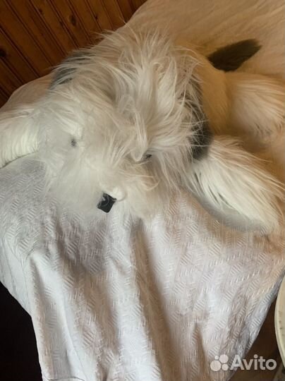 Игрушечная собака