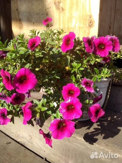 Калиброхоа