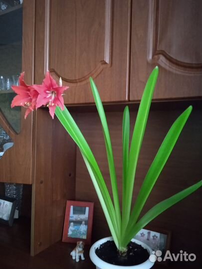 Цветы домашние