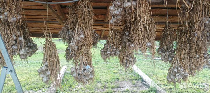 Чеснок озимой