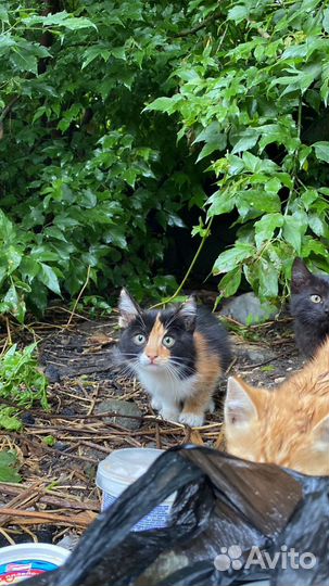 Все мальчики