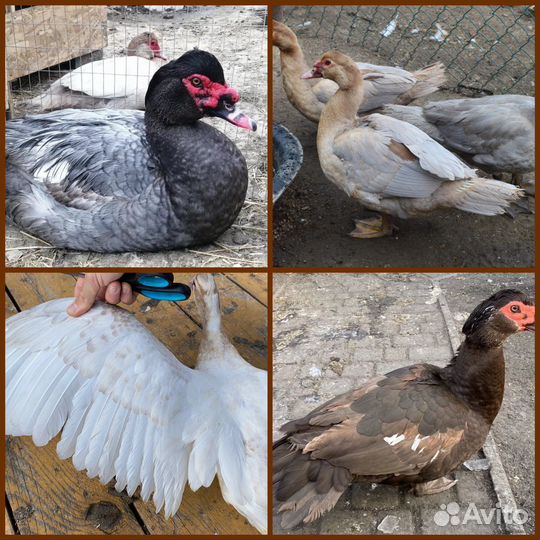 Тяжелые линии Мускусных уток