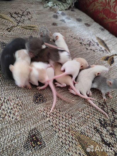 Крысята дамбо