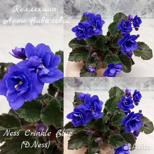 Фиалки мини и полумини детки