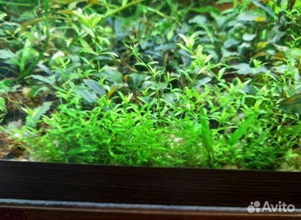 Растения для аквариума