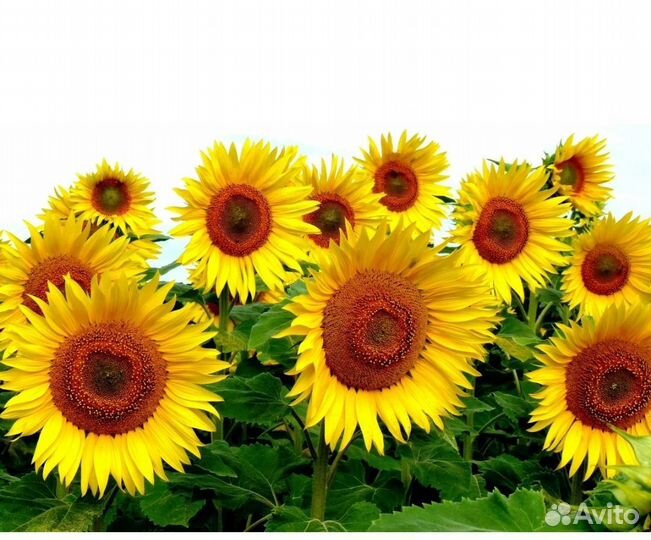 Опыление пчелами