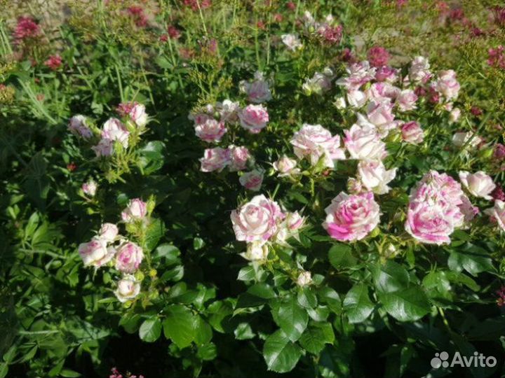 Саженцы роз Флеш Найт