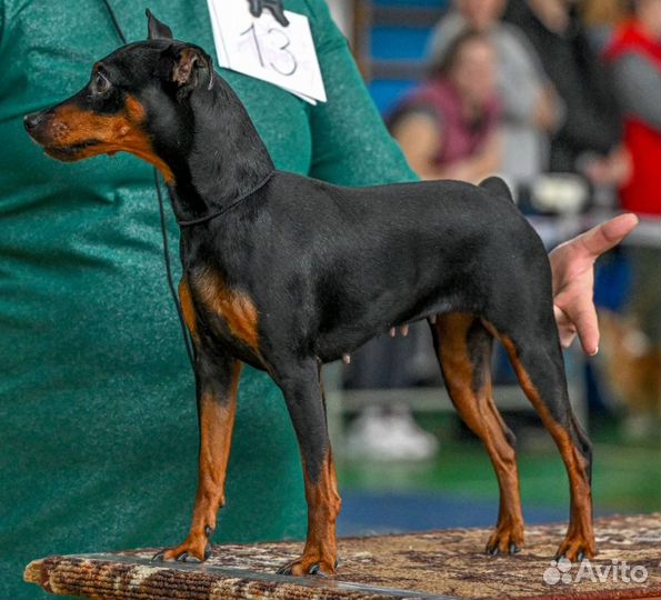 Цвергпинчер