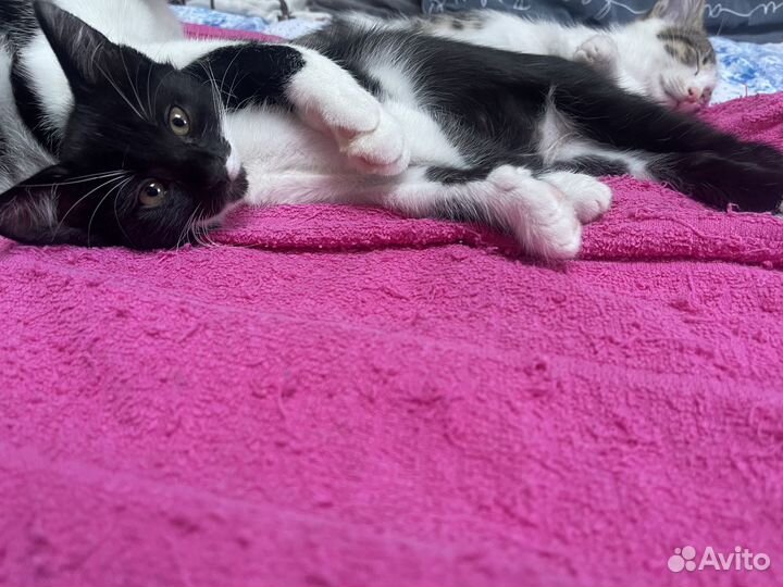 Отдам котенка в добрые руки