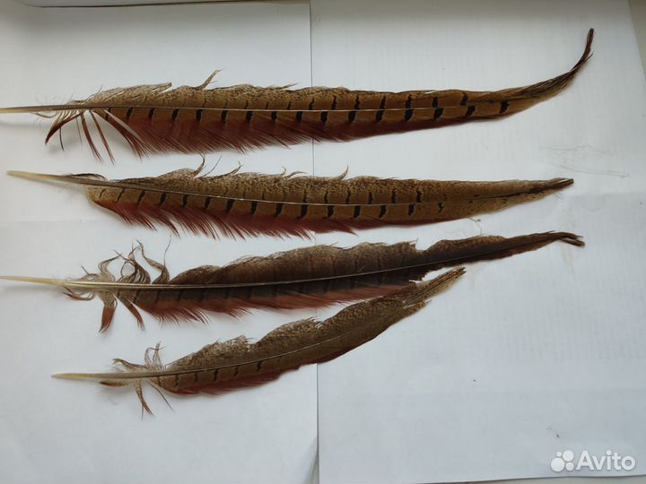 Ракушки для аквариума, перья фазана, палочки