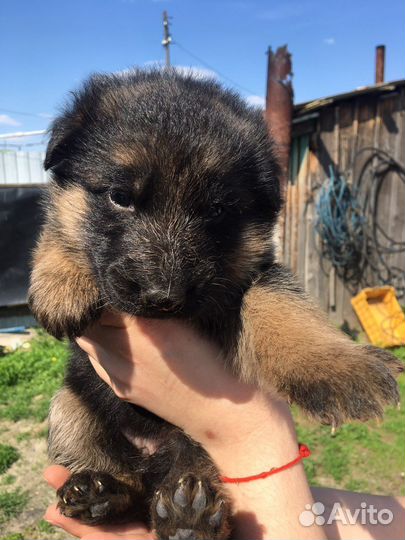 Щенки немецкой овчарки