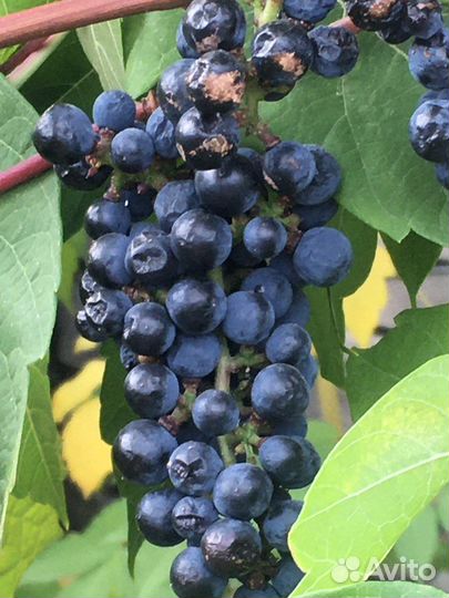 Саженцы винограда