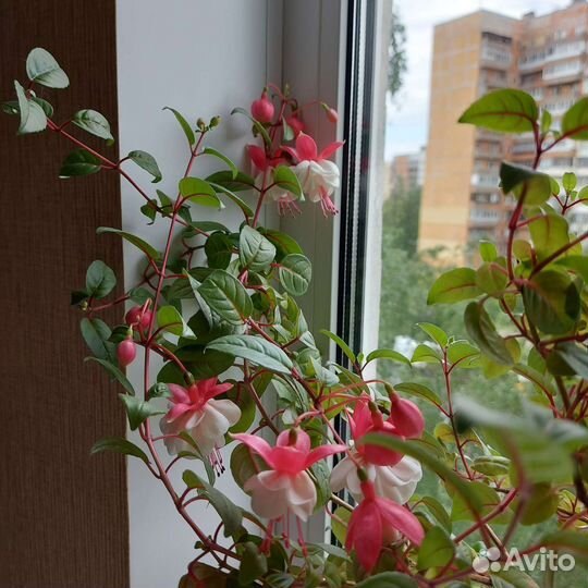 Фикусы,пальмы,кротоны и др