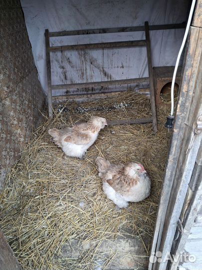 Куры петухи